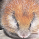 Image for article titled Weird Science!